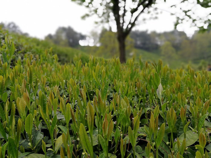 tea plantation