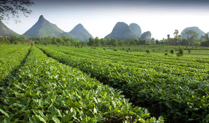 tea plantation