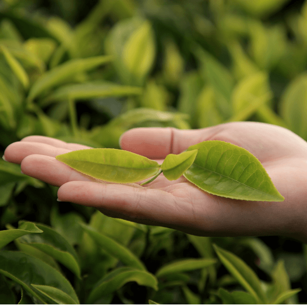 What to Know to Best Keep Your Tea