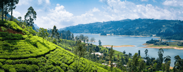 Sri Lanka, the Ultimate Tea Travel Destination 